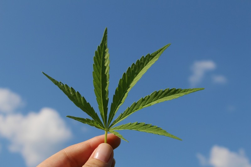 how-can-cannabis-affect-our-lungs-62d30a722ba58.jpg